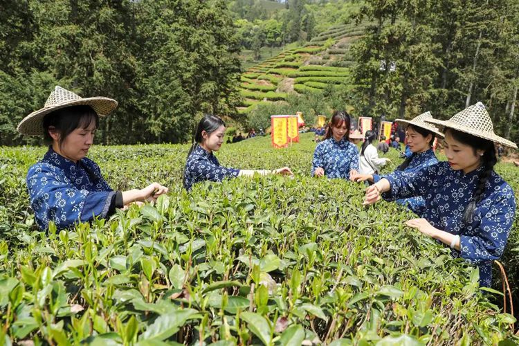 2025年4月13日，福建武夷山市星村鎮(zhèn)朝陽村茶農(nóng)在生態(tài)茶園展示采茶。新華社發(fā)（邱汝泉 攝）