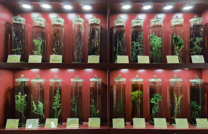 圖為藏藥藥材標(biāo)本。???張海?? ??.jpg