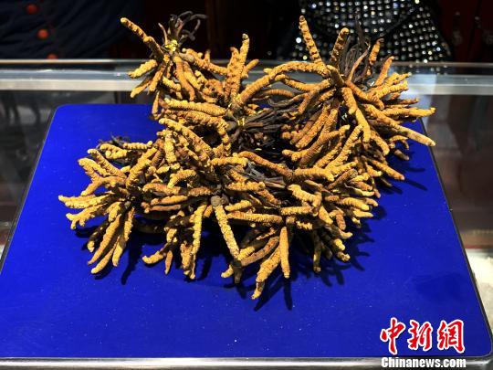 圖為冬蟲夏草?！O睿 攝