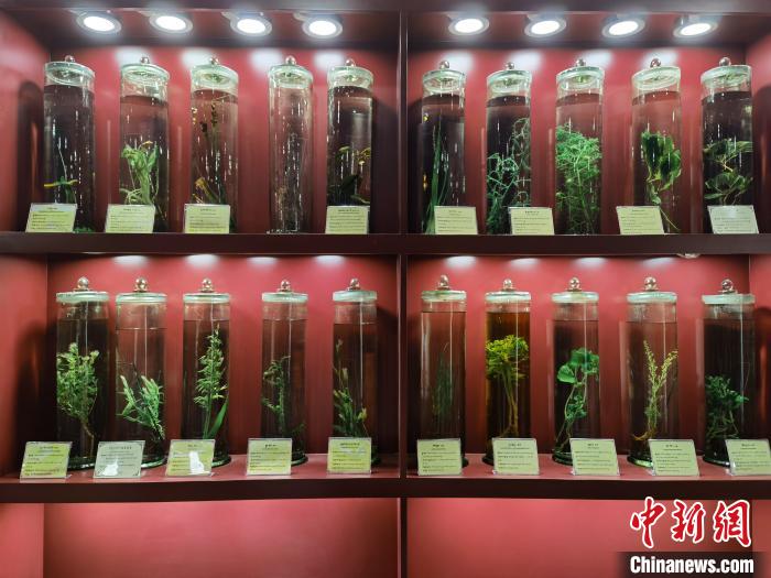 圖為藏藥藥材標(biāo)本。　張海雯 攝.jpg