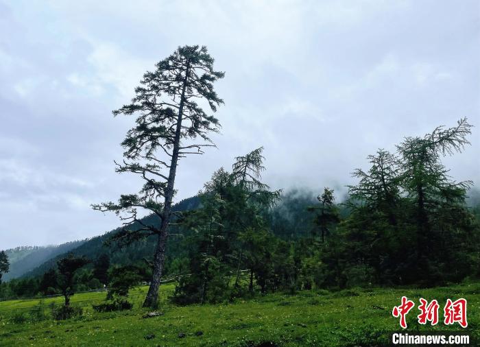 6月10日，魯朗小鎮(zhèn)高山牧場景區(qū)風(fēng)光?！∪轿木?攝