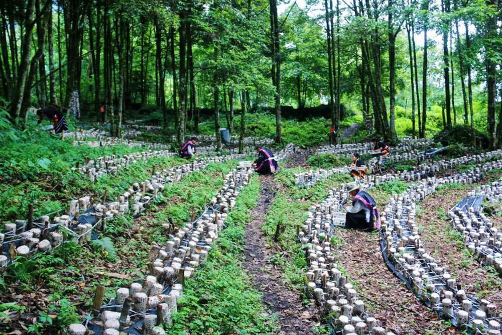 木耳種植基地。次仁央宗攝