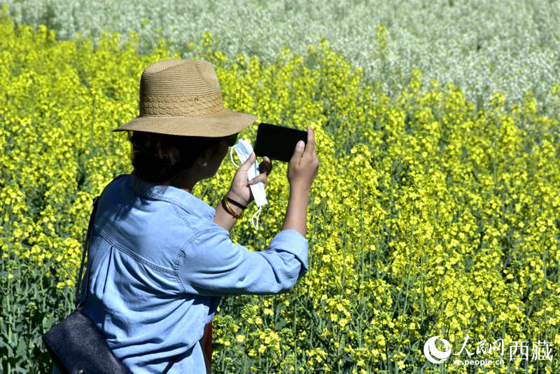 大片油菜花吸引游客到來。人民網(wǎng) 李海霞攝