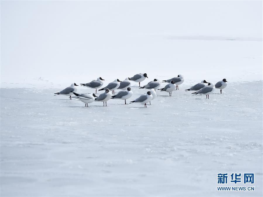 （環(huán)境）（1）雪后青海湖