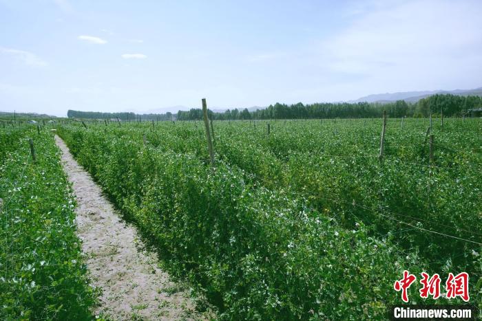 天祝縣高原綠色(有機(jī))蔬菜基地種植的食用莢豆?！￡I道華 攝
