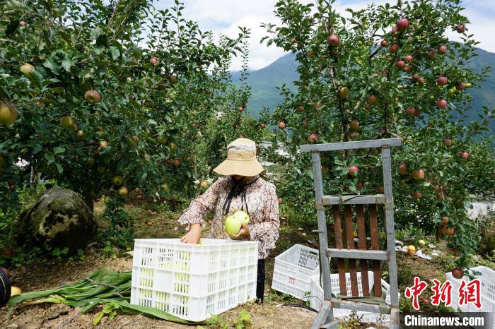 郭洪強(qiáng)的老伴正在給蘋果裝箱?！∽g 攝