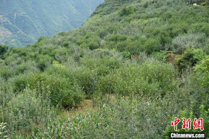 黃草坪村蘋果基地?！∽g 攝