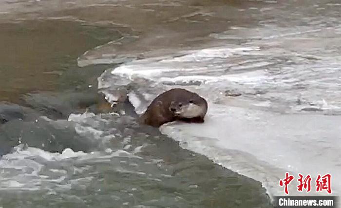 冰面上的國家二級保護動物小爪水獺。視頻截圖