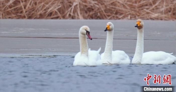 圖為疣鼻天鵝與大天鵝?！∏嗪?guó)家公園觀鳥協(xié)會(huì)供圖 攝