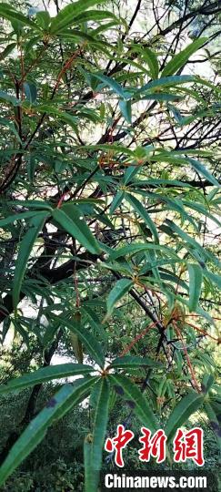 被稱為植物界“大熊貓”的五小葉槭植物?！】刀ㄊ形麄鞑抗﹫D