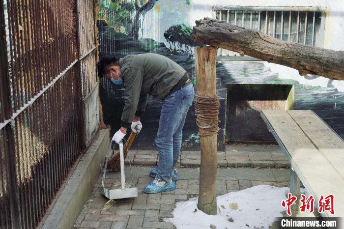 圖為雪豹“奶爸”史壽軍正在打掃豹館衛(wèi)生?！●R銘言 攝