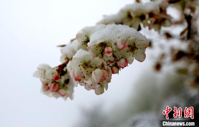 花兒被冰雪覆蓋?！±钣腊?　攝