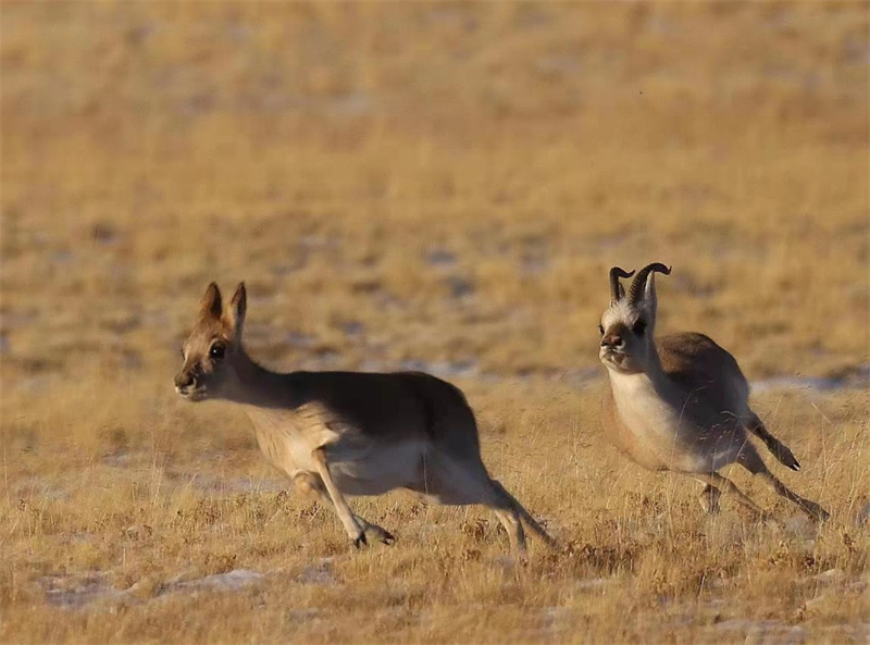 藏羚羊。圖片來源：農(nóng)牧民大自然攝影隊(duì)