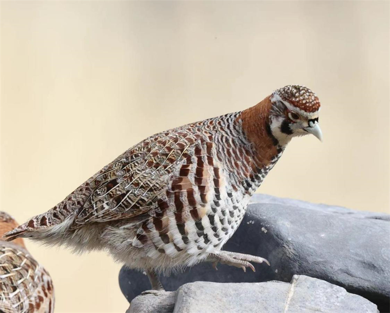 高原山鶉。圖片來源：農(nóng)牧民大自然攝影隊(duì)