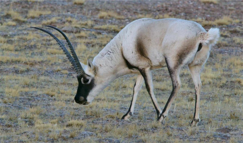 藏羚羊。圖片來源：農(nóng)牧民大自然攝影隊(duì)