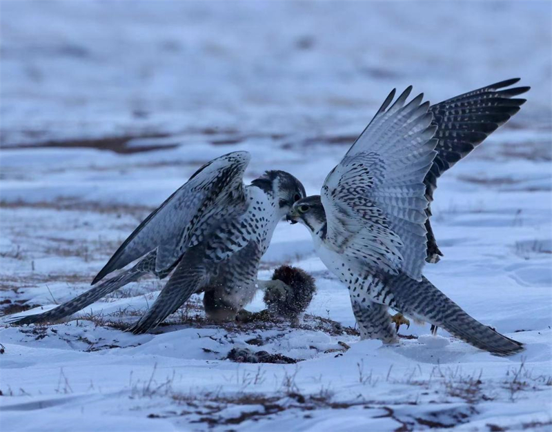 獵隼。圖片來源：農(nóng)牧民大自然攝影隊(duì)