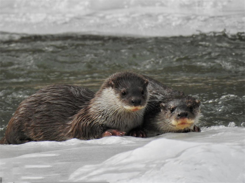 歐亞水獺。圖片來源：農(nóng)牧民大自然攝影隊(duì)