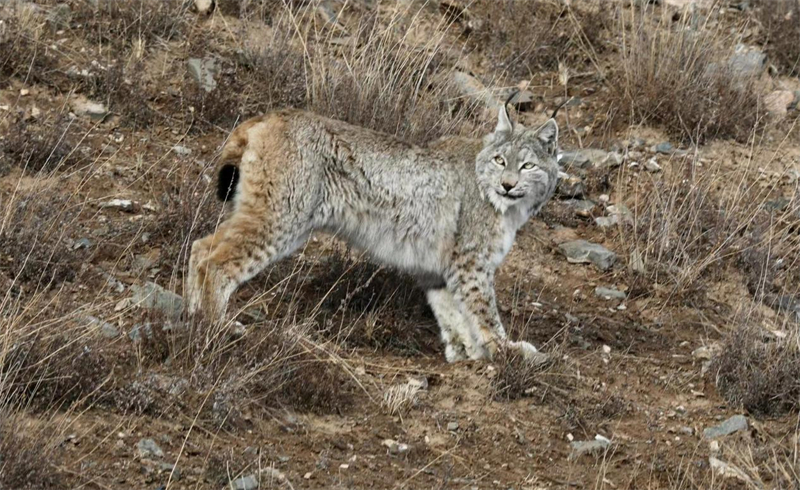 猞猁。圖片來源：農(nóng)牧民大自然攝影隊(duì)