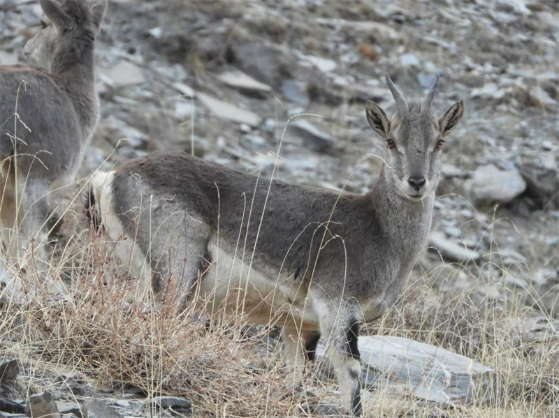 巖羊。圖片來源：農(nóng)牧民大自然攝影隊(duì)