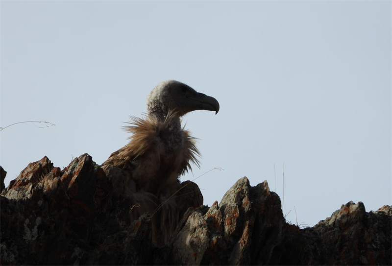 高原兀鷲。圖片來源：農(nóng)牧民大自然攝影隊(duì)