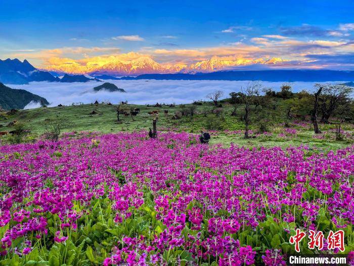 春天的牛背山花海。　游蓉萍 攝