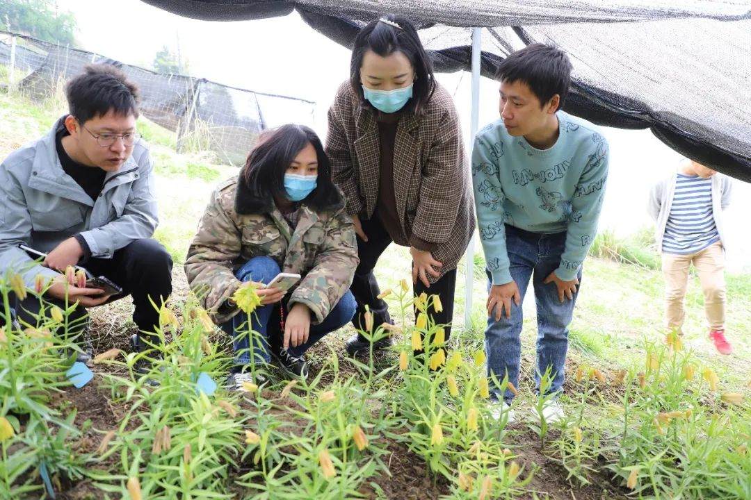 彭州對口支援工作組隊項目組查看瓦布貝母種植情況。彭州市宣傳部供圖
