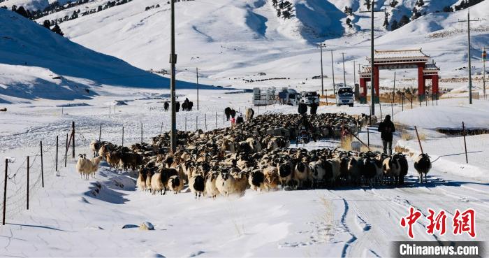 圖為村民在雪地上放牧?！《继m縣融媒體中心供圖