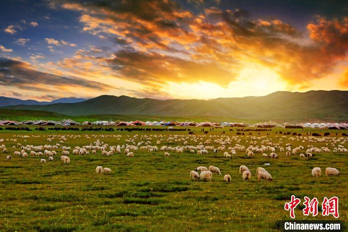 資料圖為青海省玉樹州稱多縣草原風(fēng)光?！」?攝