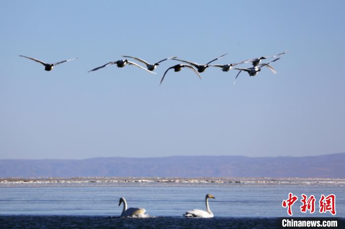 圖為大天鵝在青海湖上空飛翔?！●R怡睿 攝