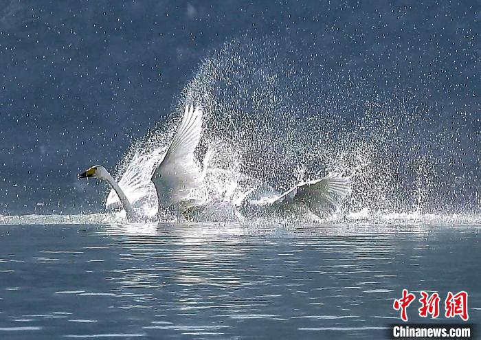 圖為大天鵝在水中嬉戲。　嚴桉 攝