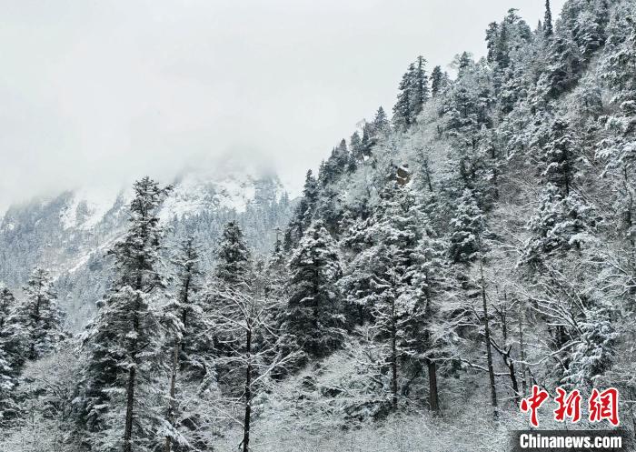 大熊貓國家公園王朗片區(qū)春雪如畫，宛若仙境?！×_春平 攝