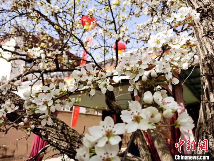 青海尖扎噶達(dá)莊園：百年“后花園”梨花盛開，舉目皆春色