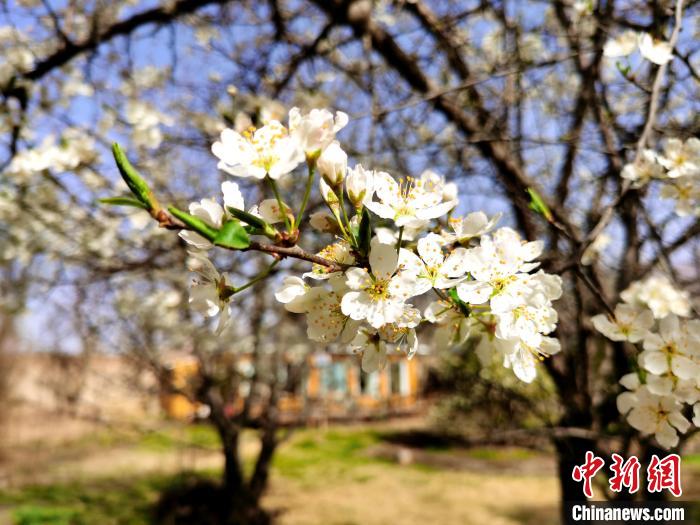 圖為梨花?！?zhí)砀?攝
