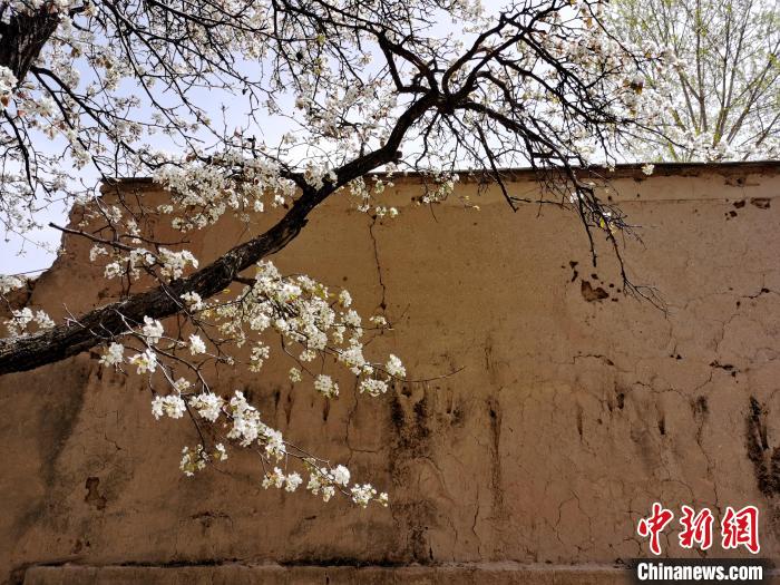 圖為一面土墻旁邊的梨花?！?zhí)砀?攝