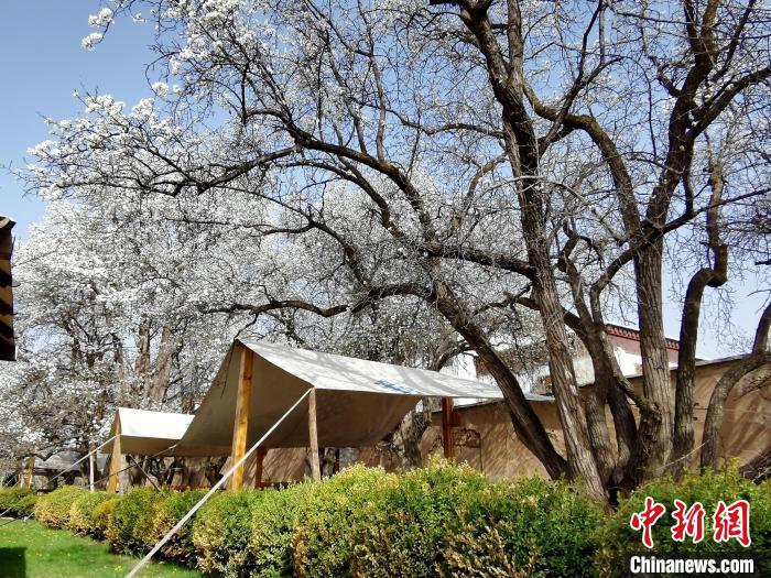 圖為尖扎噶達(dá)莊園內(nèi)的梨花。　張?zhí)砀?攝