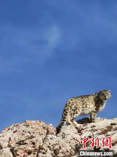 雪豹“巡山”！黃河源頭生態(tài)管護員近距離偶遇雪豹