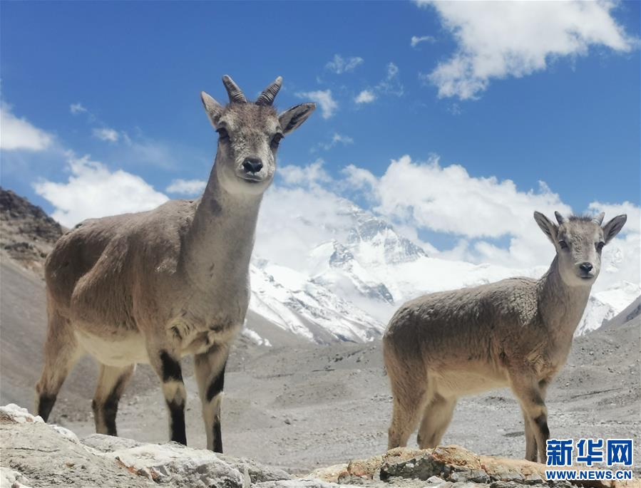 （2020珠峰高程測量）（2）珠峰自然保護(hù)區(qū)生物多樣性得到有效保護(hù)