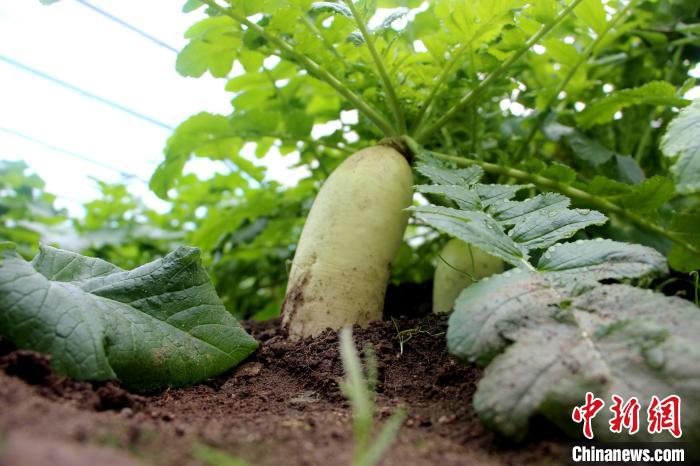 圖為亞東邊檢站“警營菜園”喜獲豐收的白蘿卜?！⊥鯑|東 攝