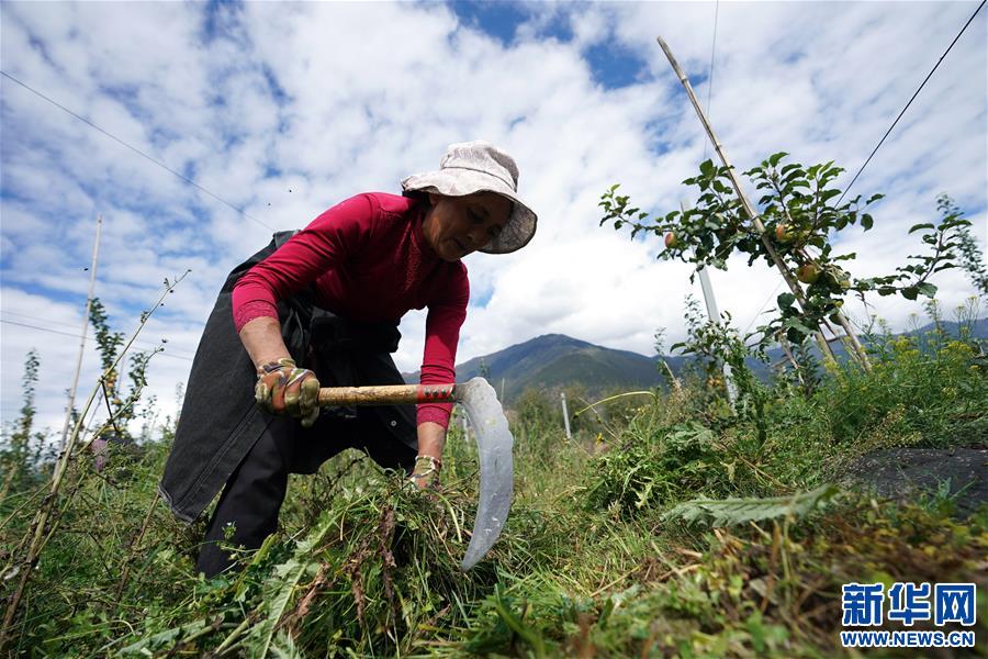 （圖文互動）（1）蘋果紅了，群眾笑了——西藏林芝現(xiàn)代蘋果標準化示范園見聞