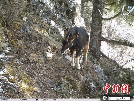 圖為相同位點記錄到的國家二級重點保護野生動物—中華鬣羚?！≈袊茖W院昆明動物研究所提供