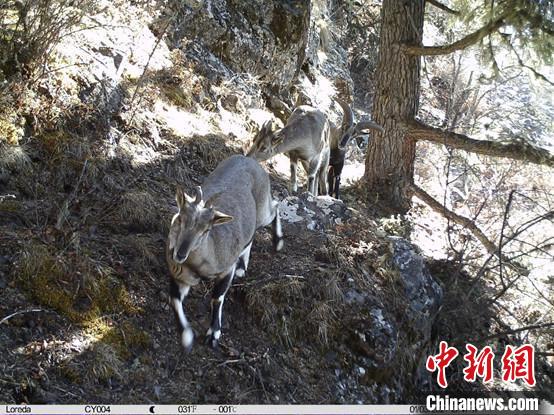 圖為相同位點記錄到的雪豹主要獵物—巖羊。　中國科學院昆明動物研究所提供