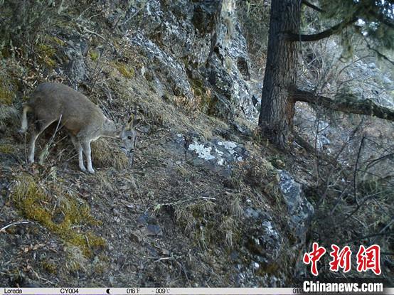 圖為相同位點記錄到的國家一級重點保護野生動物—馬麝?！≈袊茖W院昆明動物研究所提供