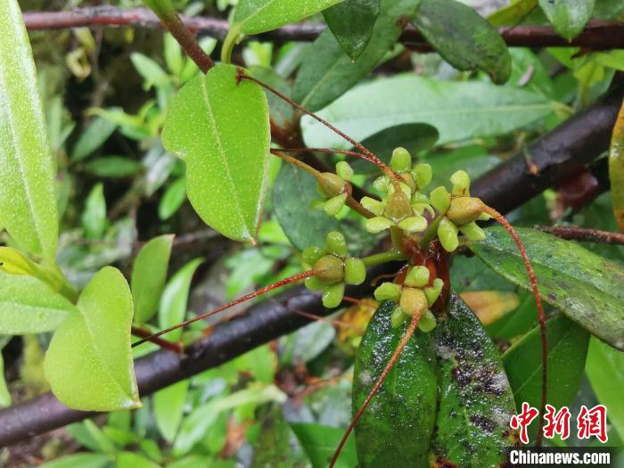 圖為折萼杜鵑果實(shí)圖?！≈锌圃豪ッ髦参镅芯克峁? oldsrc=