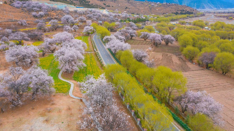 林芝桃花盛開。 張靜攝