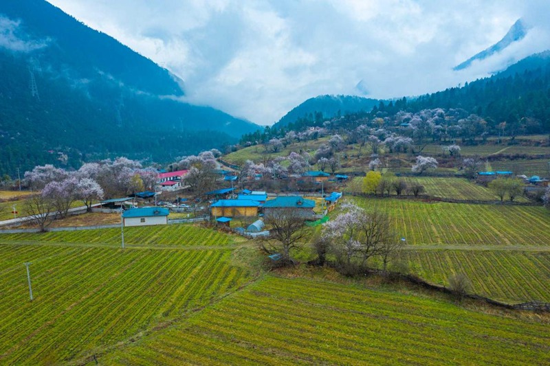 桃花村。 張靜攝