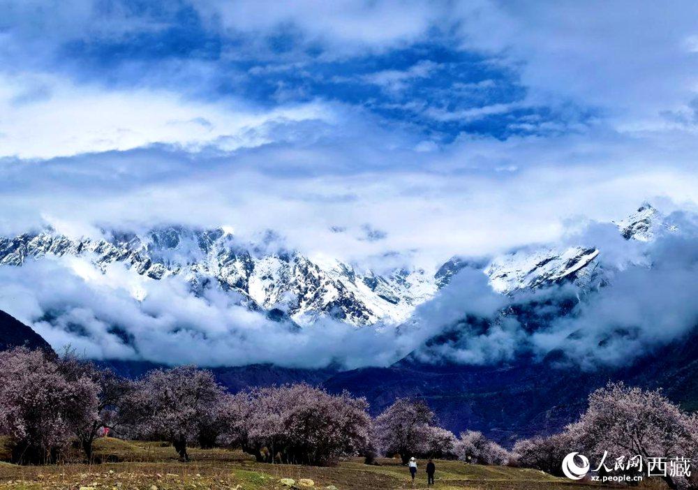 雪山下的桃花。人民網 李海霞攝