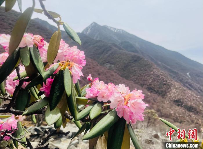 近日，西藏自治區(qū)山南市加查縣索囊溝的杜鵑花競相綻放?！∪轿木?攝