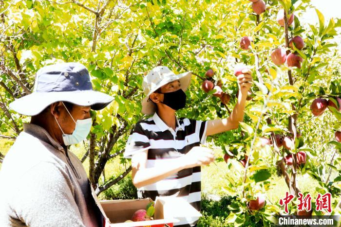 圖為西藏阿里札達縣底雅鄉(xiāng)村民在自家果園采摘果實?！“⑼?攝