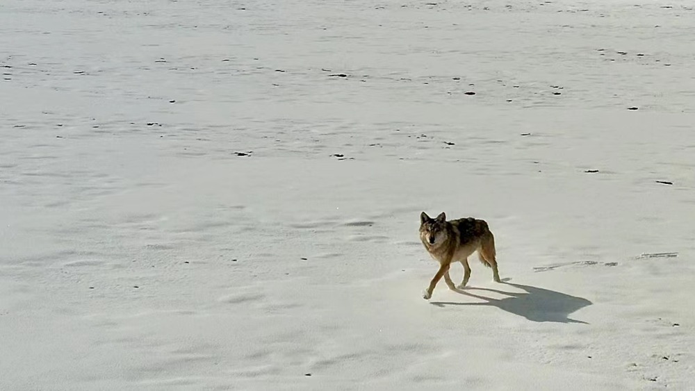 雪地里的阿里“狼”。