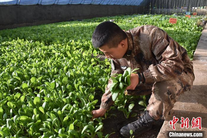 圖為阿里軍分區(qū)某邊防團(tuán)官兵在溫室摘菜?！￡悋[岳 攝